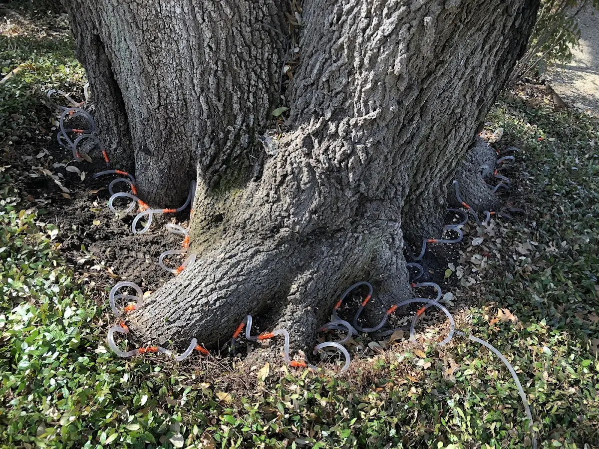 Detailed Tree Cabling and Bracing job site in Adamant