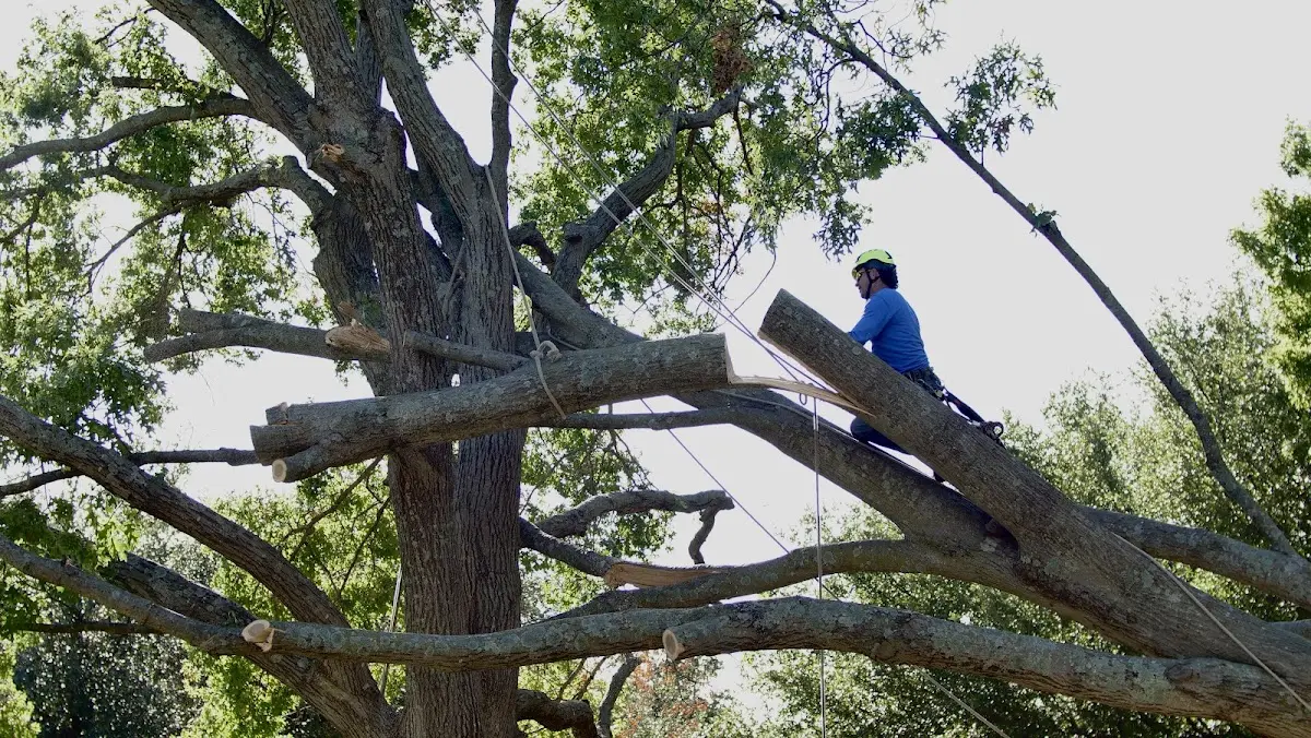 Professional Crown Thinning performed by certified arborists in Adamant